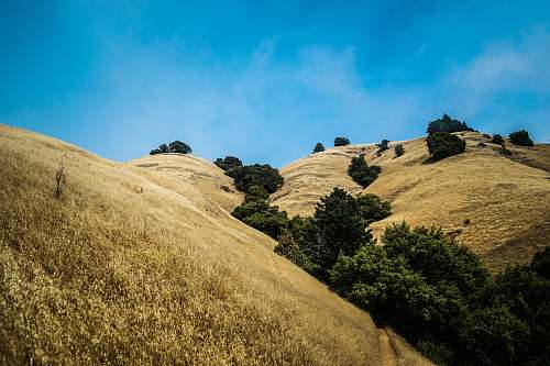 mount tamalpais brown and green hill crest